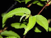 Carpinus japonica '' 
