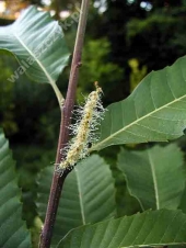 Castanea sativa '' 