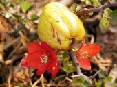 Chaenomeles alpinum 'alpinum' 