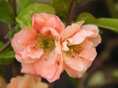 Chaenomeles x superba 'Cameo' 
