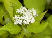 Cornus alba 'Aurea' 