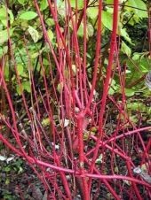 Cornus alba 'Sibirica' 
