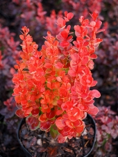 Berberis thunbergii 'Vulcano' (Volcano)®