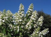 Hydrangea paniculata 'Levana' ®