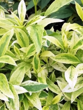 Forsythia x intermedia 'Lednogóra' 