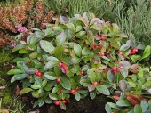 Gaultheria procumbens 'Winter Pearls'