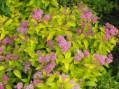 Spiraea japonica 'Candlelight' 