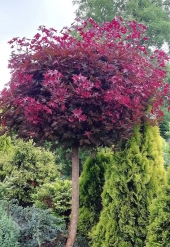 Acer platanoides 'Black Maja ®' 