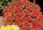 Berberis thunbergii 'Admiration' 