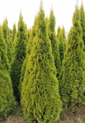 Thuja occidentalis 'Golden Smaragd ®Janed Gold (S)' 