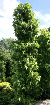 Liquidambar styraciflua 'Slender Silhouette' 