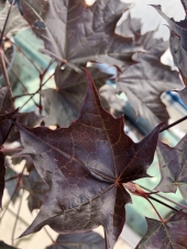 Acer platanoides ‘Crimson Sentry’