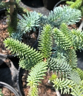 Abies pinsapo 'Glauca' 