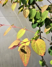 Cercidiphyllum japonicum 'Glowball ®' 