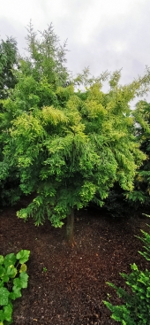 Taxodium distichum 'Peve Yellow' 