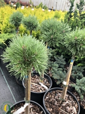 Pinus mugo 'Laurin' Pa
