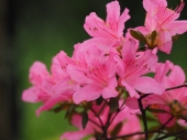 Azalea japonica 'Gilbert Mullie'