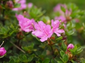 Azalea japonica Kiusianum