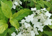 Hydrangea paniculata 'Shikoku Flash'