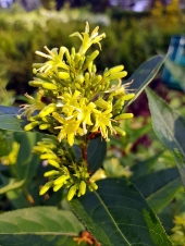 Diervilla sessilifolia 'Butterfly'