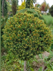Picea abies 'Minima'