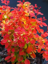 Berberis thunbergii 'Desperados' ®