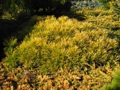 Pinus mugo 'Lemon'