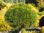 Pinus mugo 'Varella' 