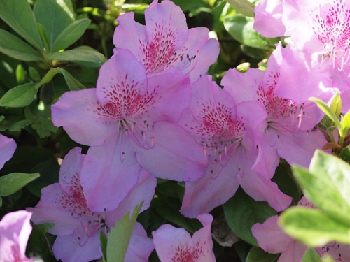Azalea japonica 'Ledikanense' 