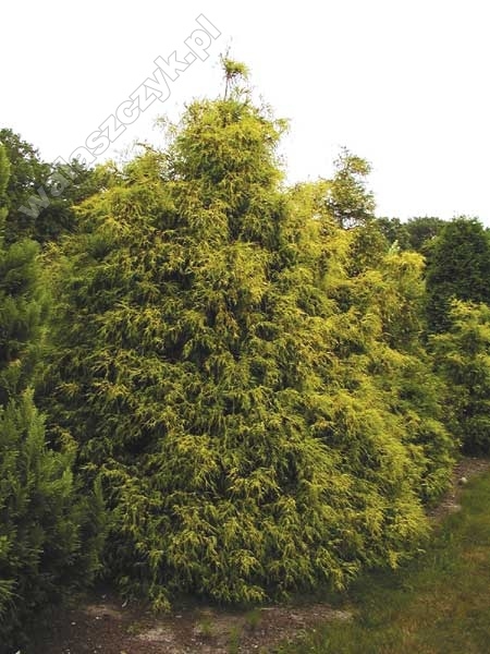 Chamaecyparis pisifera 'Filifera Aurea Nana' 