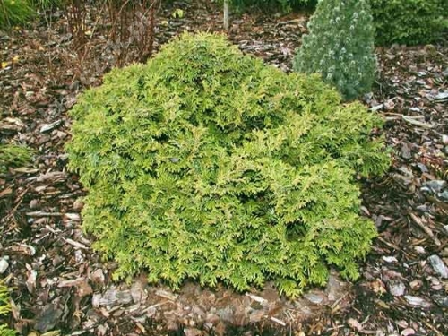 Chamaecyparis pisifera 'Nana' 