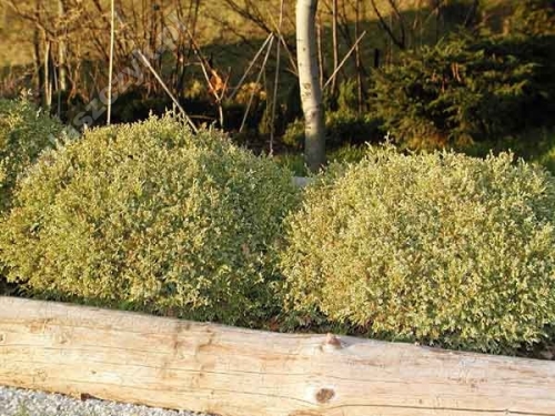 Chamaecyparis pisifera 'Snow' 