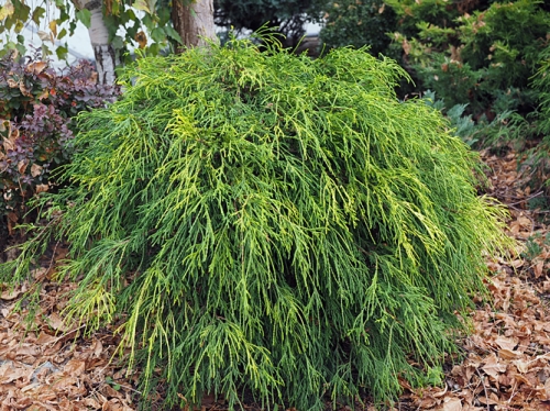 Chamaecyparis pisifera 'Sungold' 