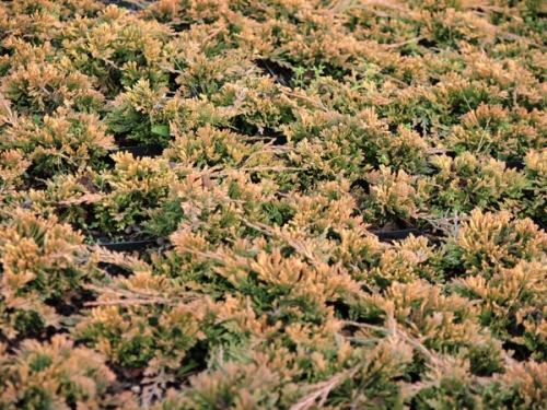 Juniperus horizontalis 'Golden Carpet' 