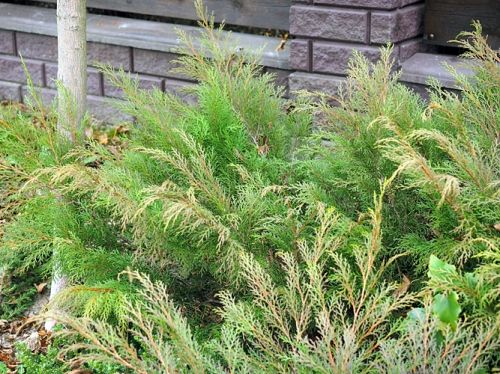 Microbiota decussata