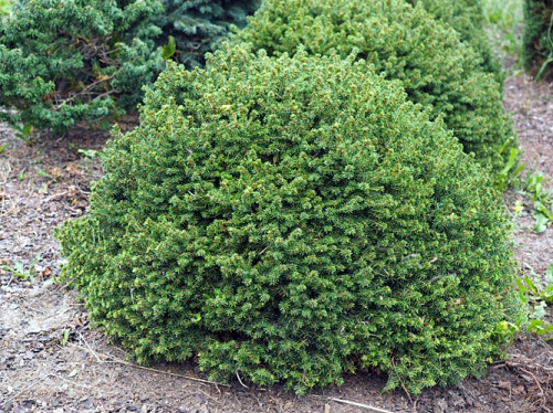 Picea abies 'Little Gem' 