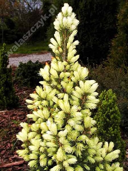 Picea glauca 'Maigold' 