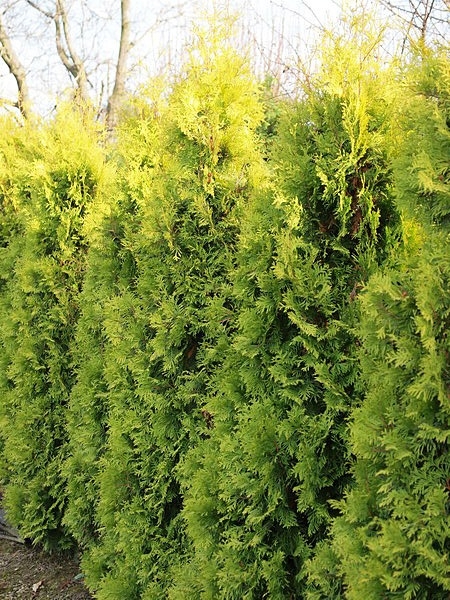 Thuja occidentalis 'Europe Gold' 
