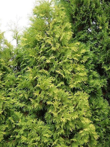 Thuja occidentalis 'Holmstrup Yellow' 