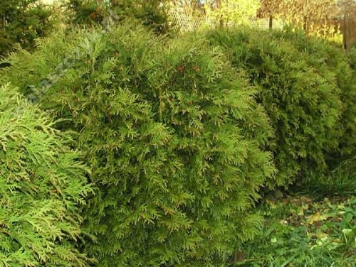 Thuja occidentalis 'Umbraculifera' 