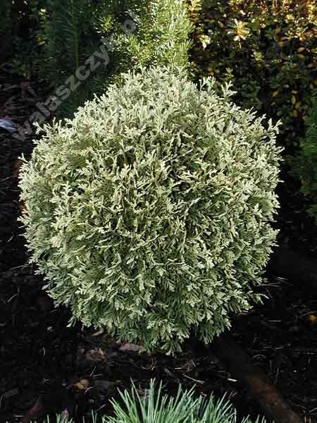 Thuja occidentalis 'Gold Pearl' 