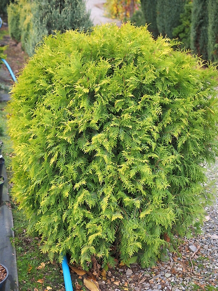 Thuja occidentalis 'Golden Globe' 