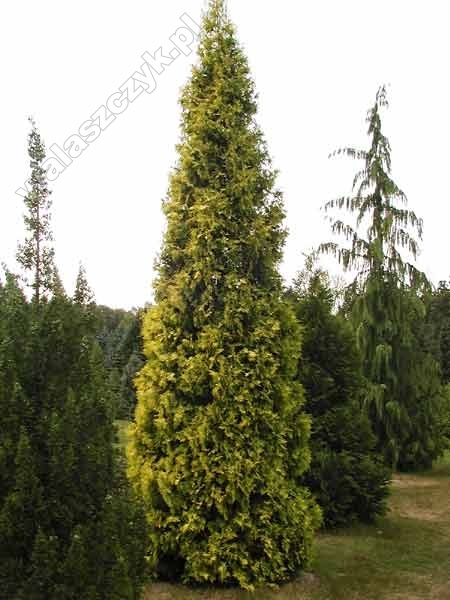 Thuja occidentalis 'Aurescens' 