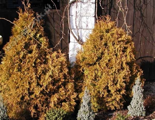 Thuja occidentalis 'Rheingold' 