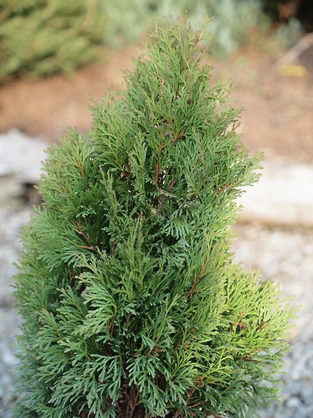 Thuja occidentalis 'Miky' 