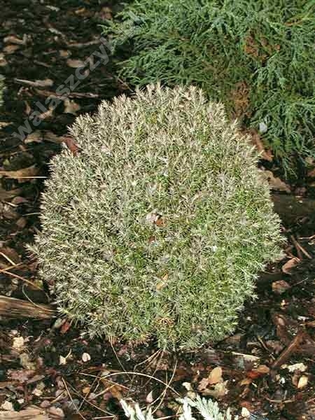 Thuja occidentalis 'Teddy' 