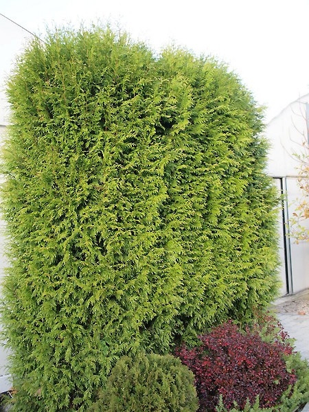 Thuja plicata 'Zebrina' 