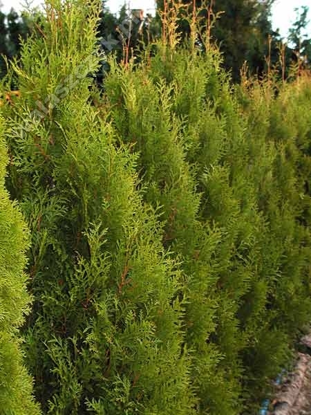 Thuja occidentalis 'Aureospicata' 