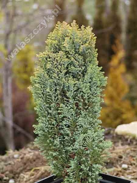 Chamaecyparis lawsoniana 'Ellwood’s Gold' 