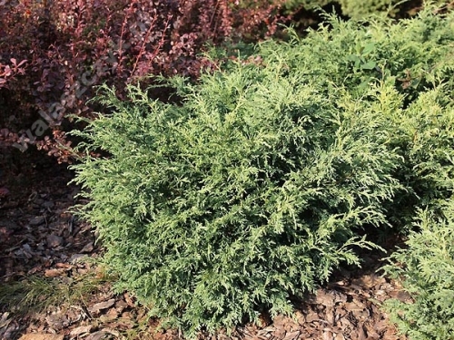 Chamaecyparis lawsoniana 'Forsteckensis' 